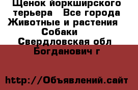 Щенок йоркширского терьера - Все города Животные и растения » Собаки   . Свердловская обл.,Богданович г.